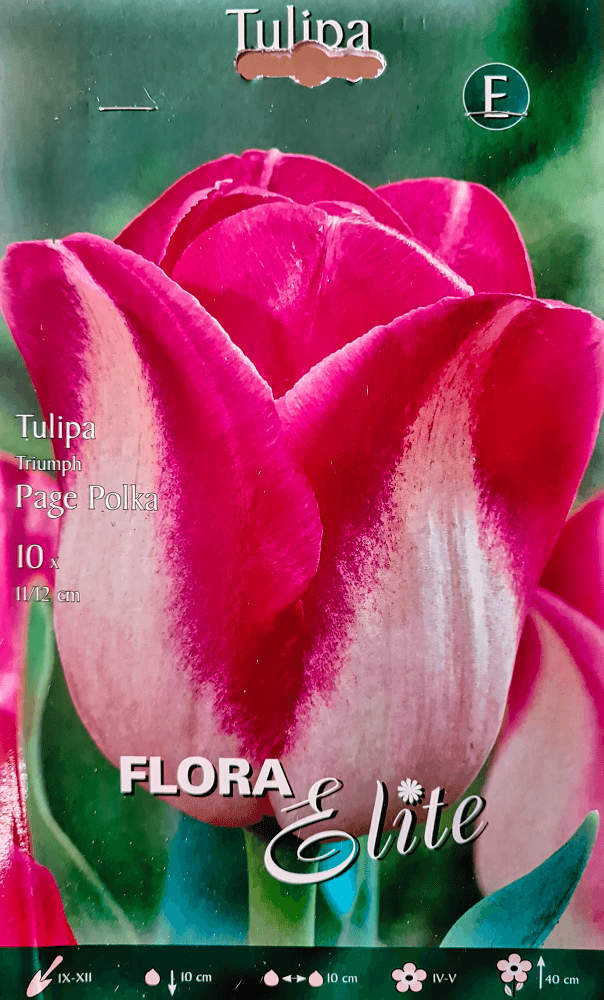 Tulpenzwiebeln Page Polka