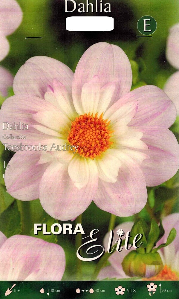 Dahlie Teesbroke Audrey