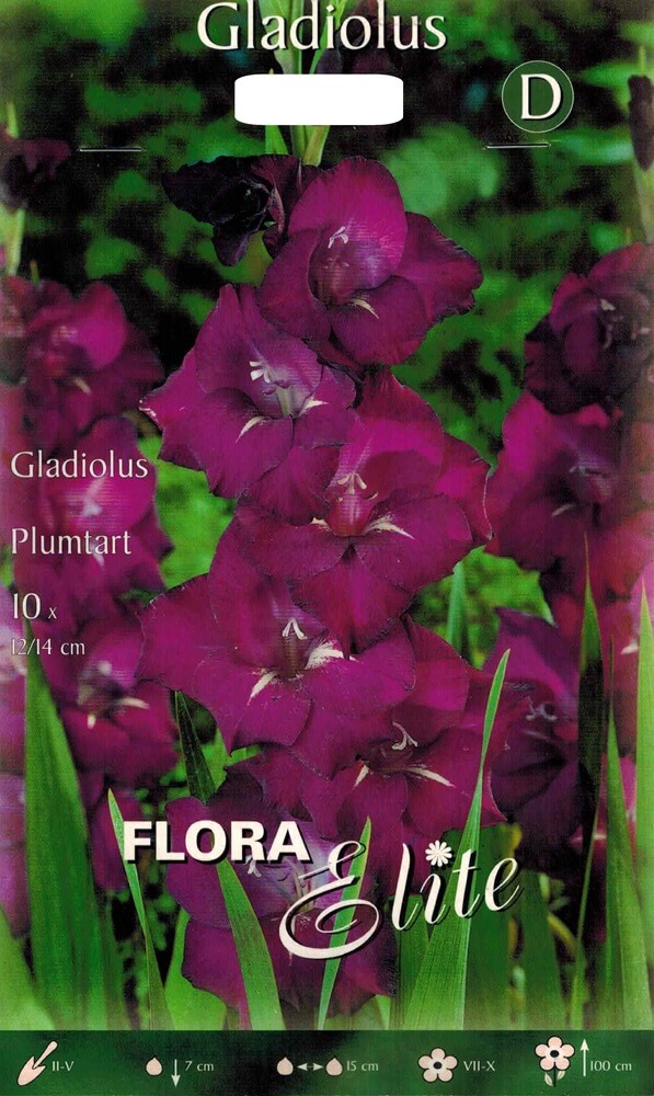Gladiolen Plumtard