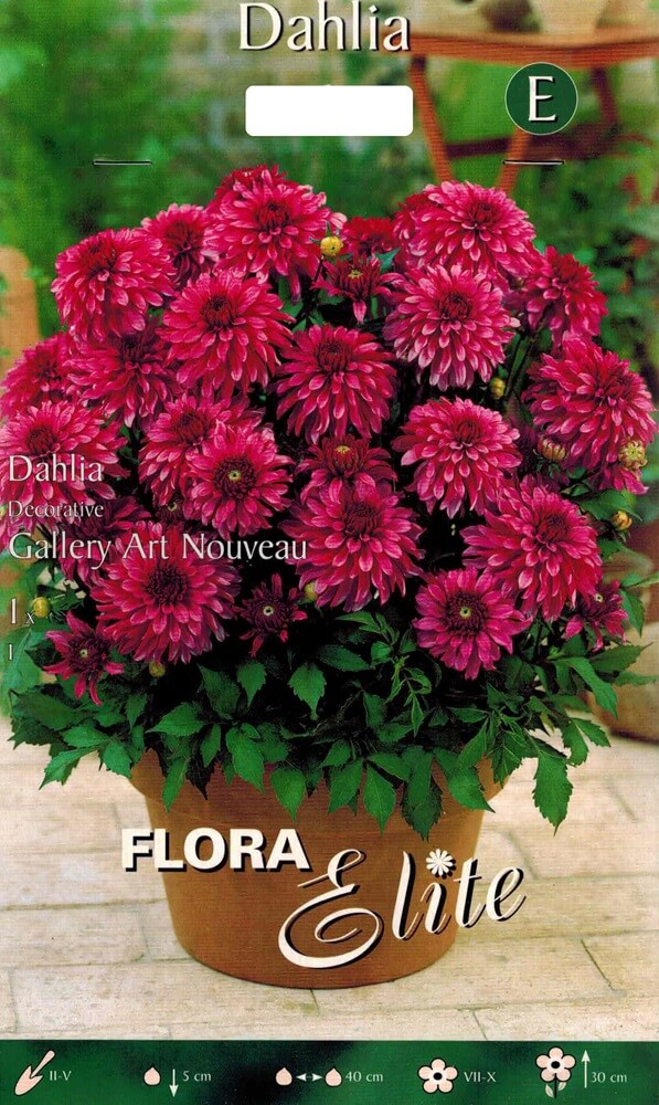 Dahlie Gallery Art Nouveau