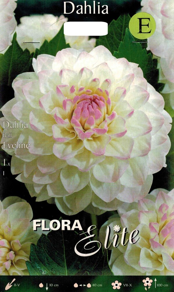 Dahlie Eveline