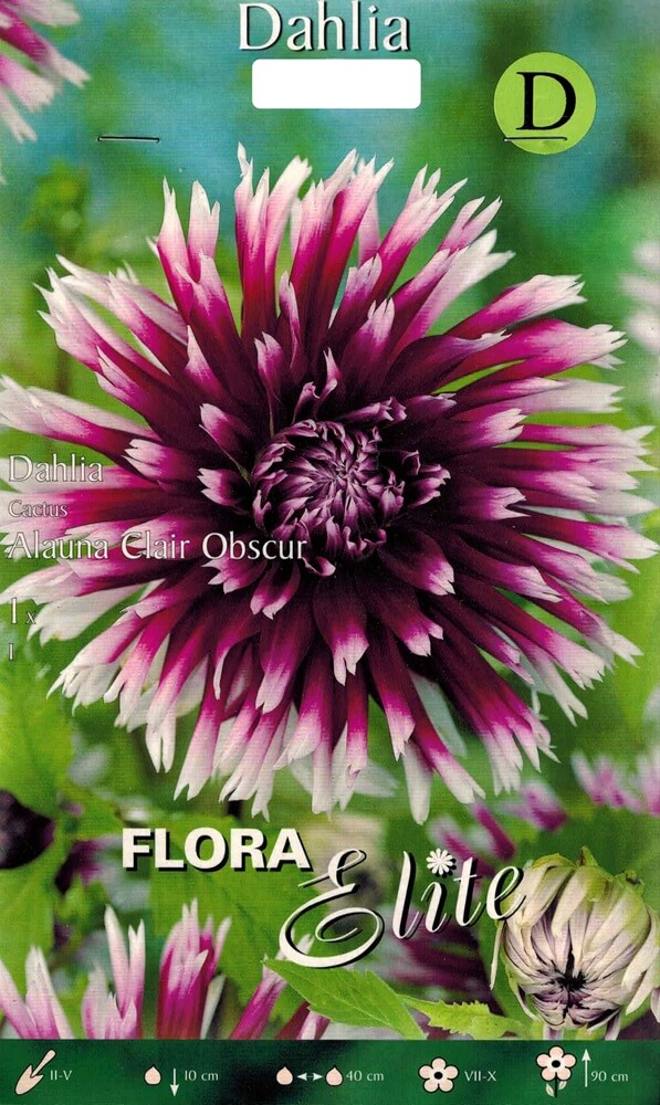 Dahlie Alauna Clair Obscure