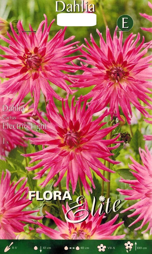 Dahlie Electric Light