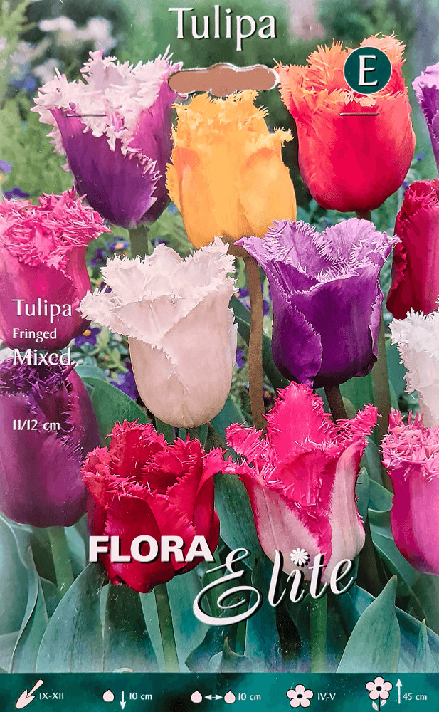 Tulpenzwiebeln Prachtmischung gefranst