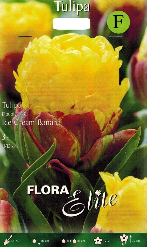 Tulpenzwiebeln Ice Cream Banana