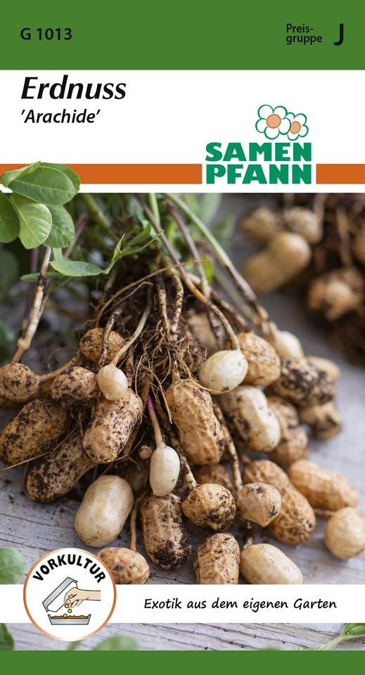 Erdnuss Arachide Samen