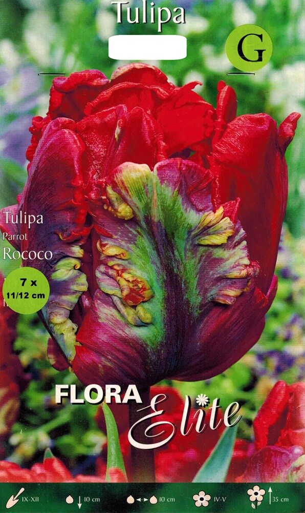 Tulpenzwiebeln Rococo