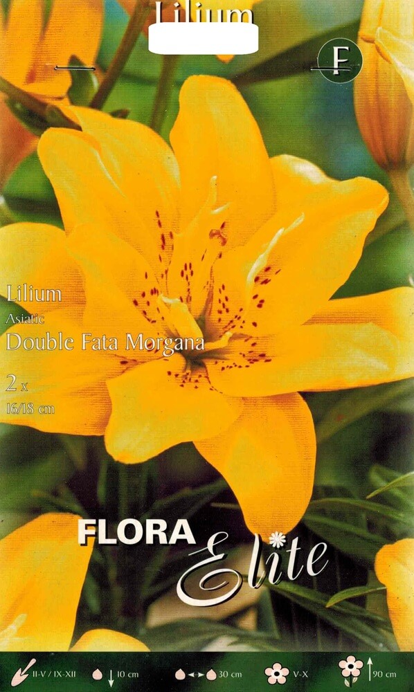 Lilien Fata Morgana