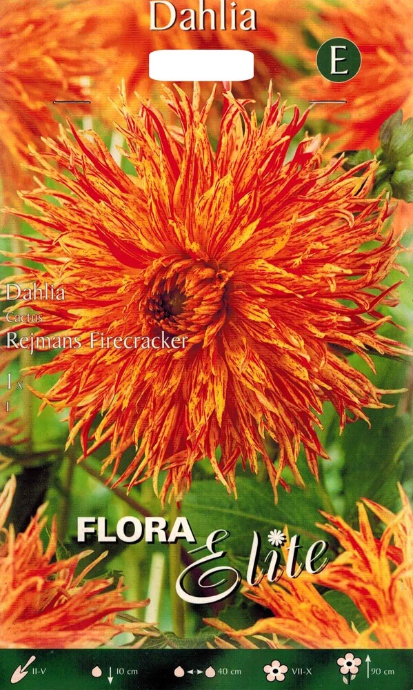 Dahlie Reijmans Firecracker